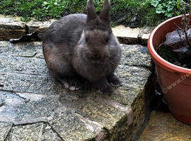 Chocolate netherland dwarf buck