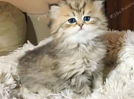 Pedigree persian kittens, white and chinchilla, goldenchinchilla