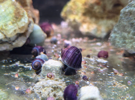 Purple Mystery Snails. Young babies.