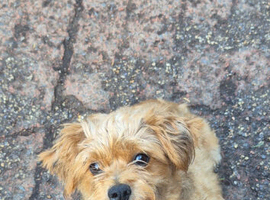 Rehome 7 year old jackachon