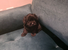Cockapoo in Leeds