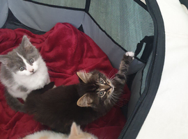 Cute kittens
