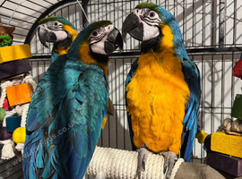 Blue and gold baby macaws ready soon
