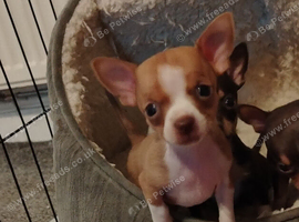 Miniature pinscher X chihuahua