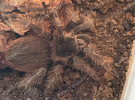 Paraguay red hair tarantula