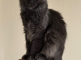 Maine Coon Cat