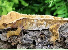 Ted tri colour harlequin