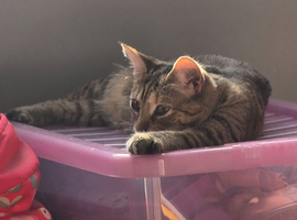 Kitten nearly 1