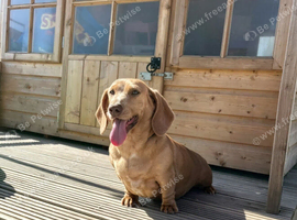 Kc reg dachshund girl