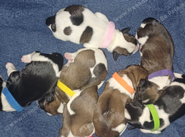 Puppies for sale boys and girls small breed