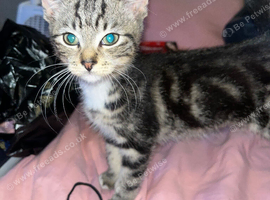 kittens