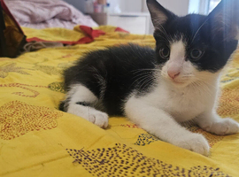 Male kitten for rehoming