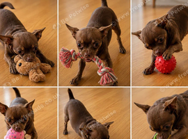 Chihuahua