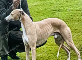 Outstanding breed whippet male for sale