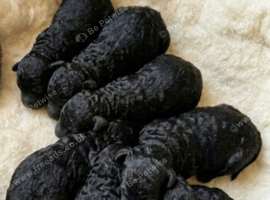 Kc miniature poodles