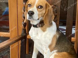 Dottie 6 years old