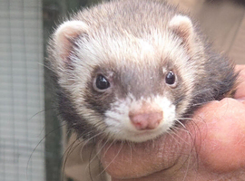 Lovely Jill Ferret for sale