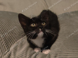 Final Kitten Remaining - Tuxedo Girl
