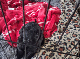 Poo chow female puppy ready end of november