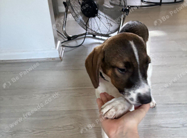 Female beagle