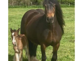 Gypsy cob mare and foal