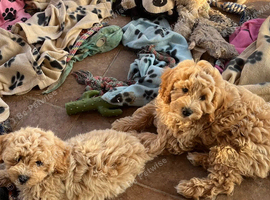 Cavachon x toy poodle puppies
