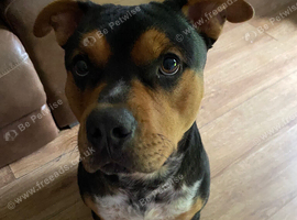 Rottweiler pup