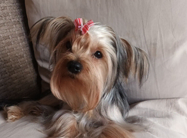 Mini silver/gold Yorkshire terrier boy