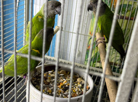 Baby Senegal Glasgow