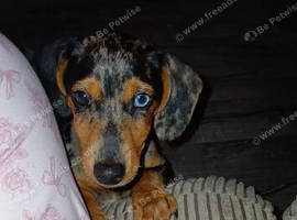 Merle Dashund Male