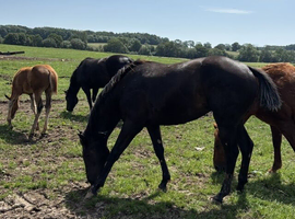 2024  Lovely Jet Black Filly a chance to own your own Black Beauty