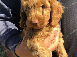Handsome f2 cockapoo boy READY NOW