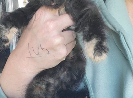 Adorable fluffy kittens
