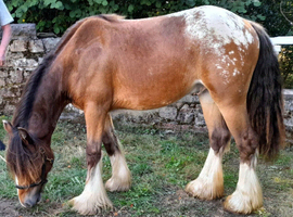 Stunning Yearling Blanket Spot Hermits Bred Traditional Cob Gelding