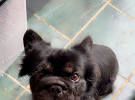 Male frenchie
