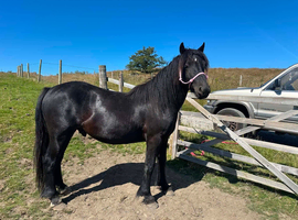 3.5yo fell pony gelding to make 13.3hh