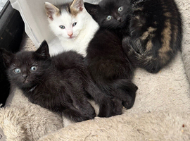 Kittens for sale