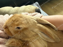 8 week old Mini Lop