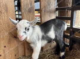 Beautiful Pygmy billy kid