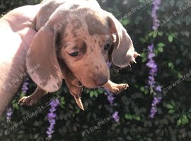 Miniature dachshund puppy lilac dapple