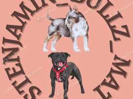 K9 Mobile Services