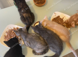 Beautiful kitten litter