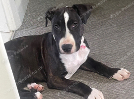 English bull terrier x Staffy girl 15 weeks old
