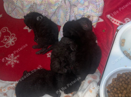 Black kittens with patterns