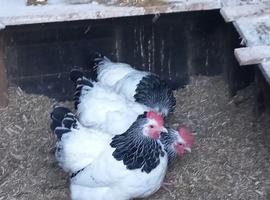2 x12 MONTH OLD LIGHTSUSSEX  BANTAM HENS