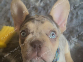 beautiful boy
