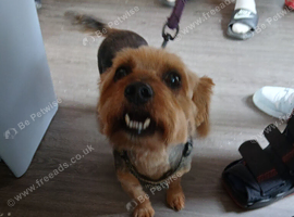 Yorkie