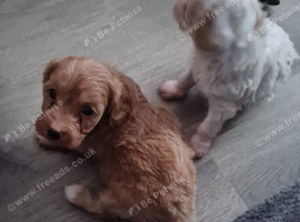 Beautiful Cavapoo Puppies