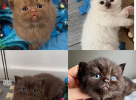 British shorthair kittens