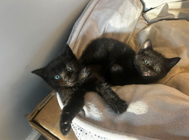 Bsh x Bombay kittens